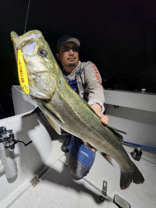 シーバス(スズキ)