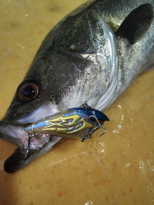 シーバス(スズキ)