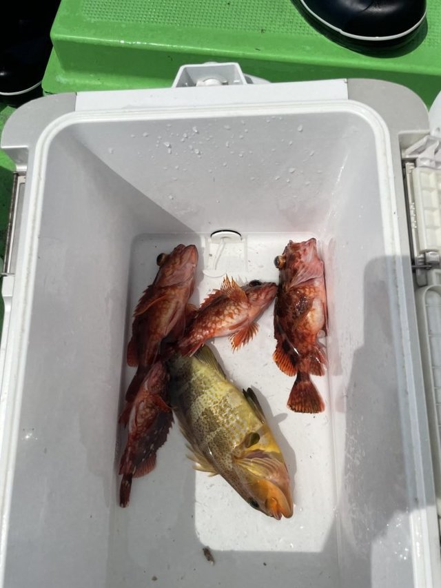 アオハタ・カサゴ