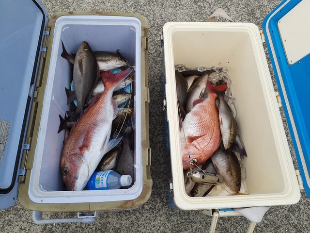 マダイ・イサキ