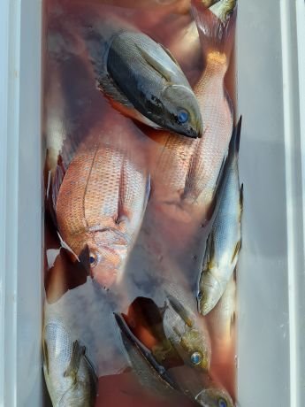 マダイ・イサキ