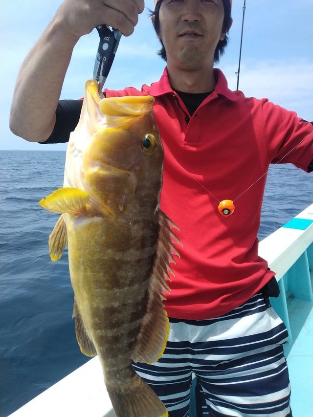 アオナ(アオハタ)