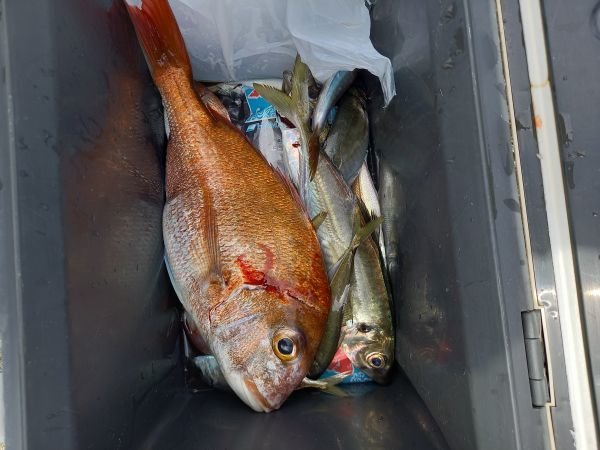 チャリコ(マダイ)・アジ(マアジ)