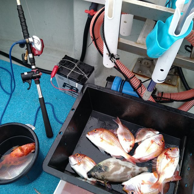 レンコダイ(キダイ)・ウマヅラ(ウマヅラハギ)