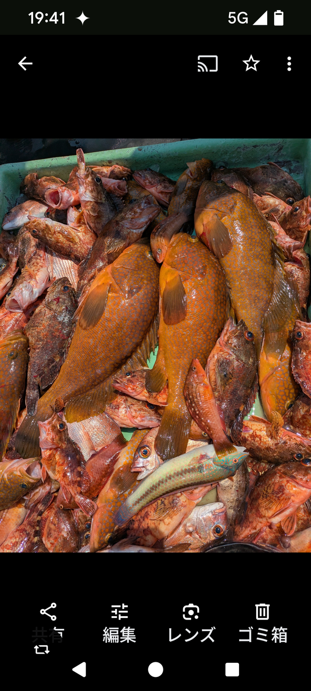 アコウ(キジハタ)・アラカブ(カサゴ)