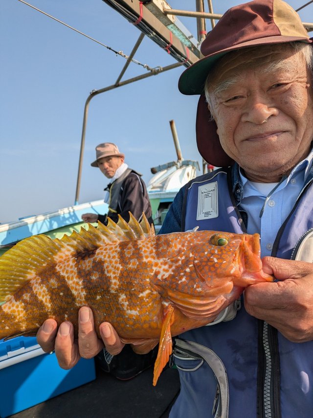 アコウ(キジハタ)