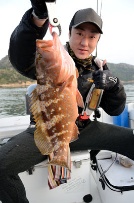 アコウ(キジハタ)