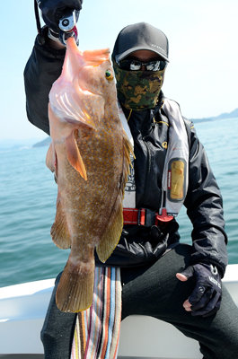 アコウ(キジハタ)