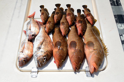 マダイ・アコウ(キジハタ)