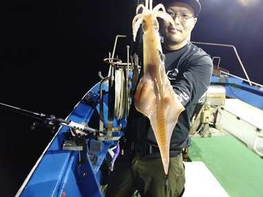 マイカ(ケンサキイカ)