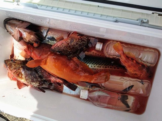 アカハタ・カサゴ・サバ(ゴマサバ)