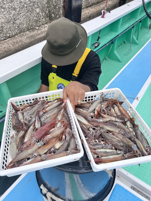 マルイカ(ケンサキイカ)