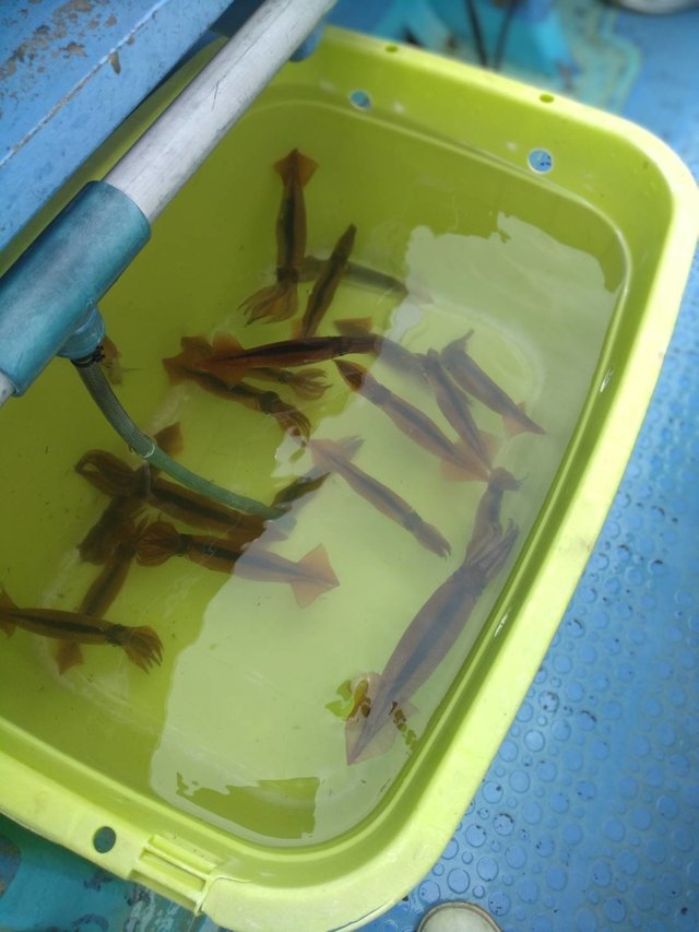 ムギイカ(スルメイカ)