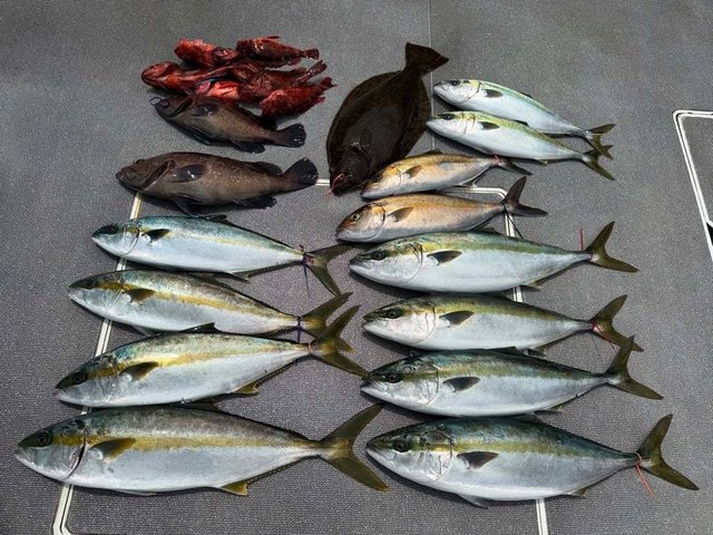 マハタ・ハマチ(ブリ)・カンパチ・カサゴ・ヒラメ