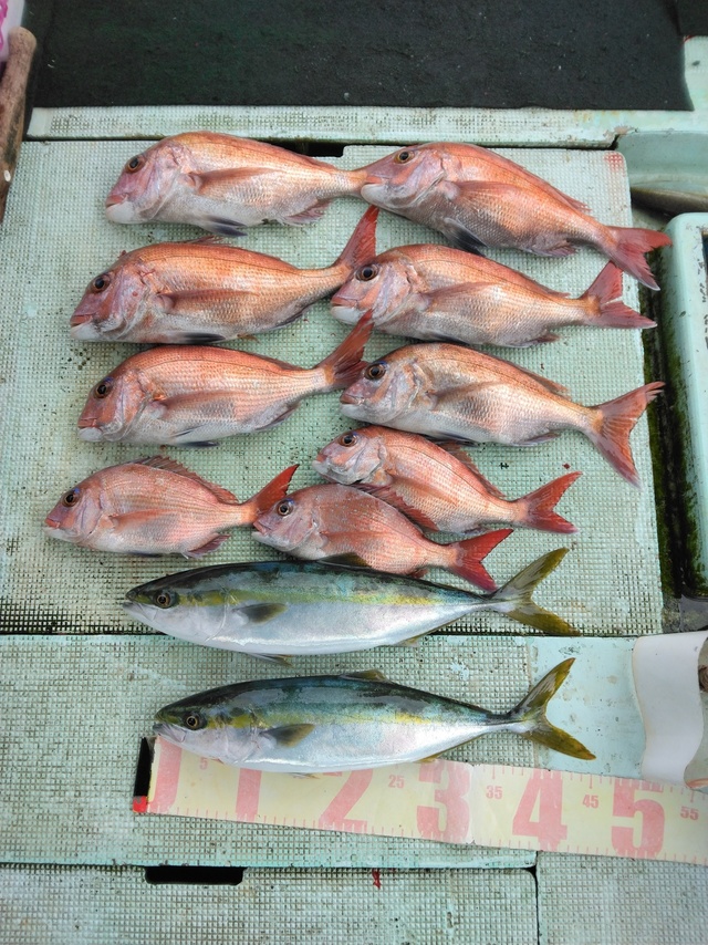 マダイ・ツバス(ブリ)