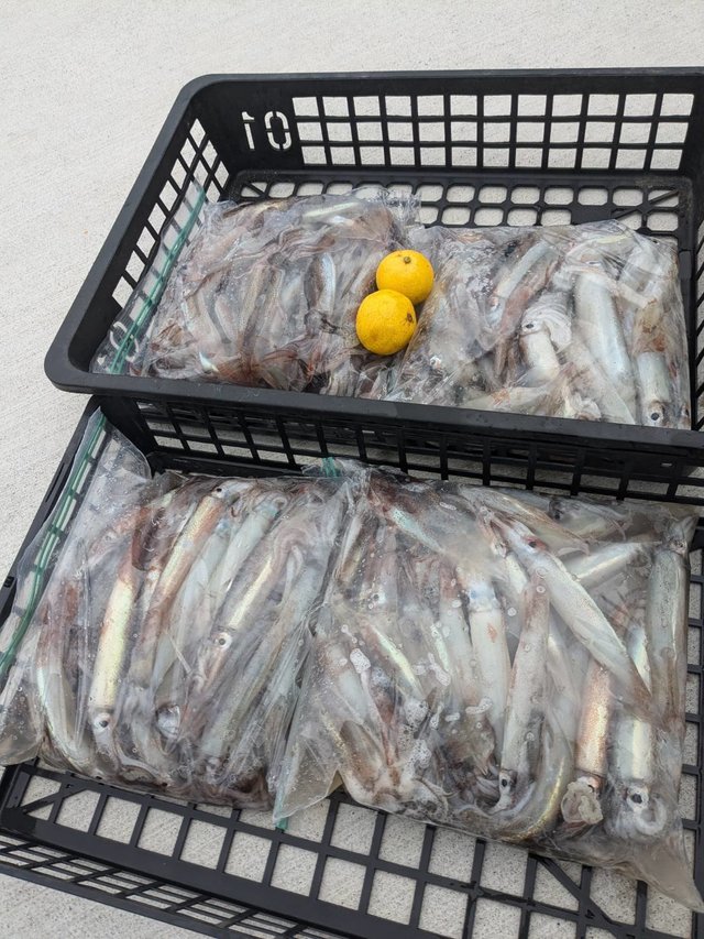 ムギイカ(スルメイカ)