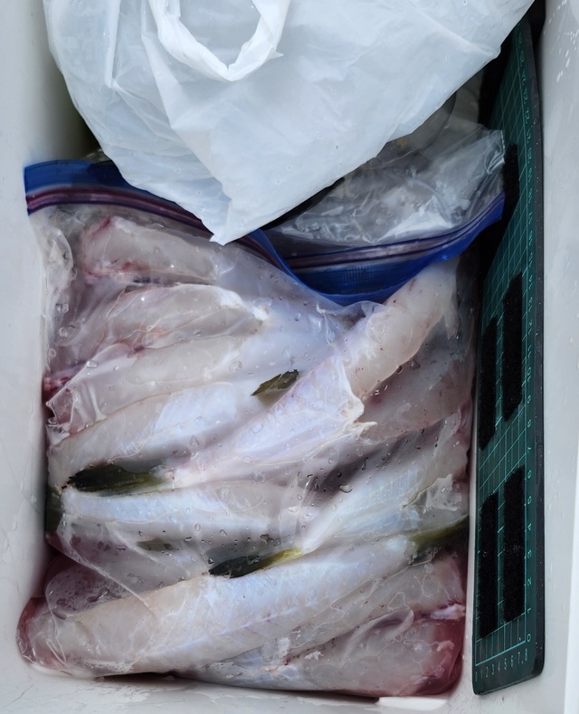 ショウサイフグ