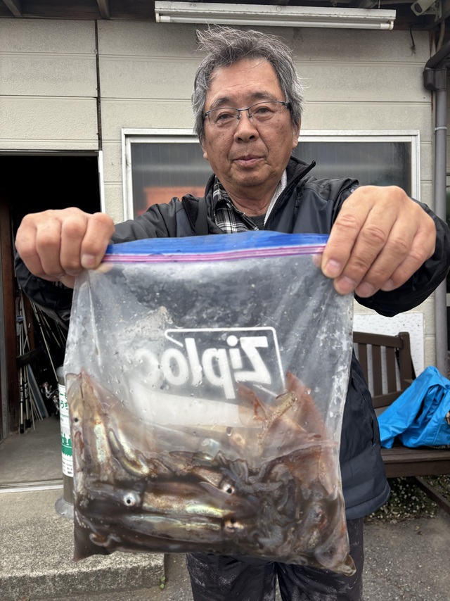 ムギイカ(スルメイカ)