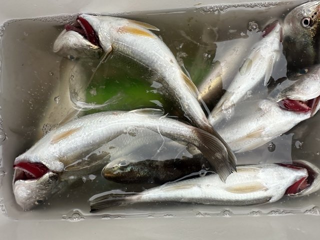 イシモチ(シログチ)