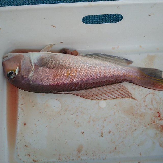 アマダイ(アカアマダイ)