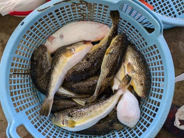 ショウサイフグ