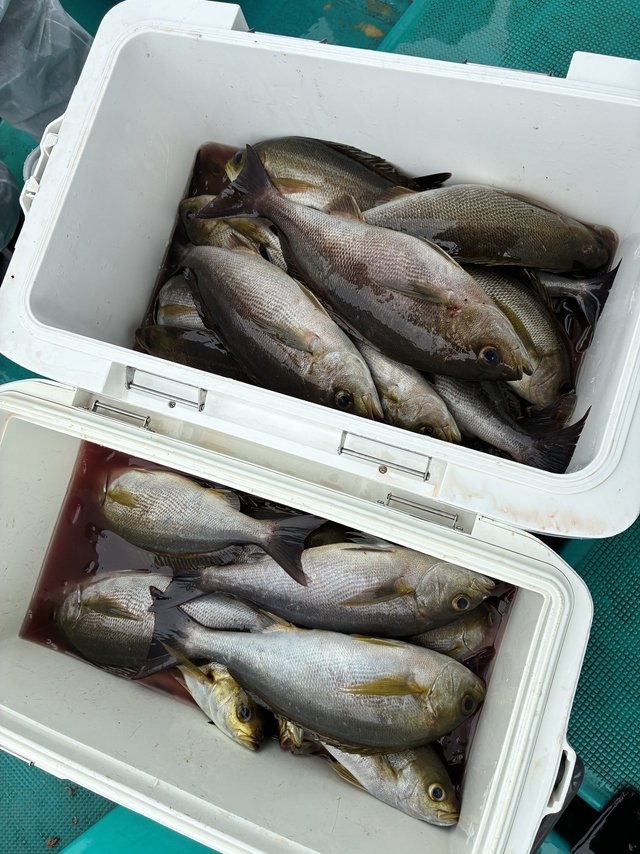 イサギ(イサキ)