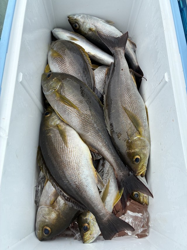 イサギ(イサキ)