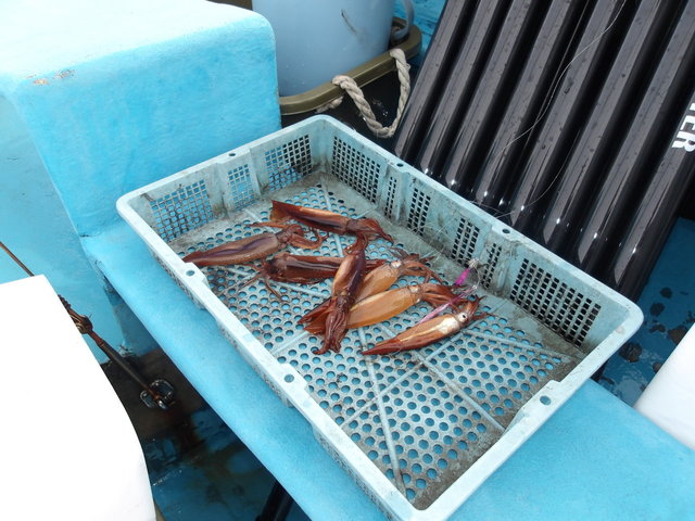 ムギイカ(スルメイカ)