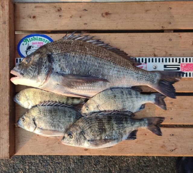 チヌ(クロダイ)