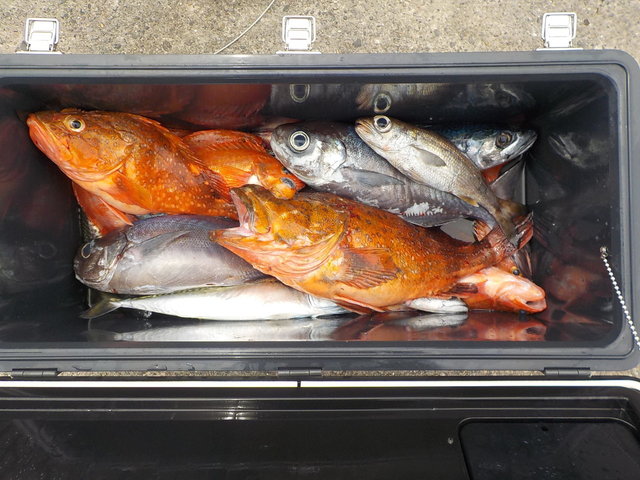 カンコ(ウッカリカサゴ)