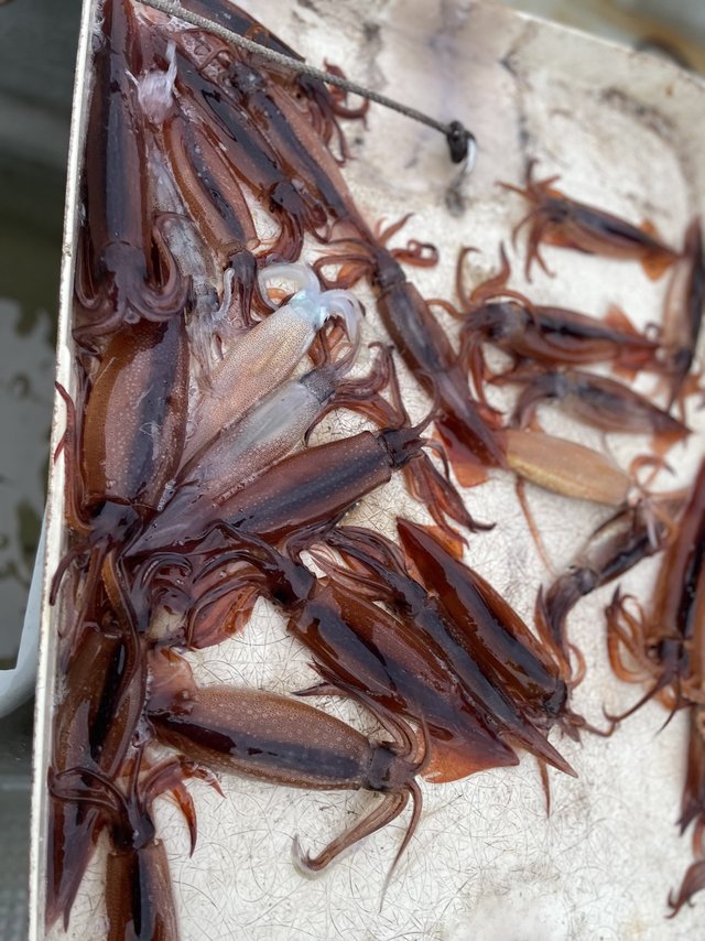 ムギイカ(スルメイカ)