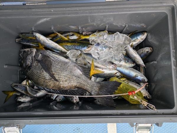 クロダイ・タカベ