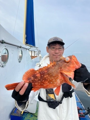 カンコ(ウッカリカサゴ)