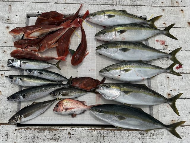 マダイ・アジ(マアジ)・イナダ(ブリ)・サバ(マサバ)・カサゴ・ホウボウ・カナガシラ