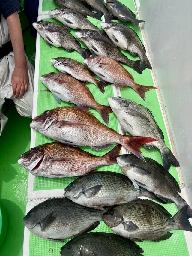 マダイ・クロダイ・メジナ