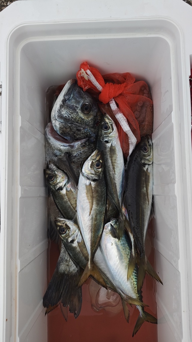 クロダイ・アジ(マアジ)・マダコ