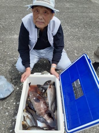 マハタ・イサキ