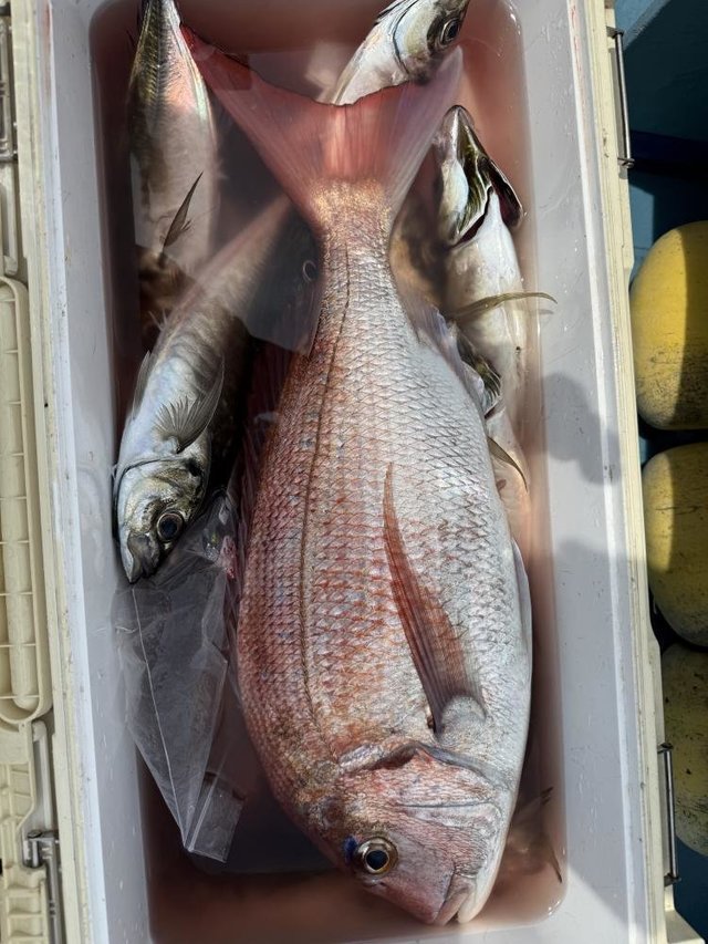 マダイ・アジ(マアジ)