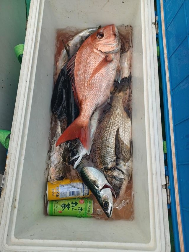 マダイ・クロダイ・サバ(ゴマサバ)