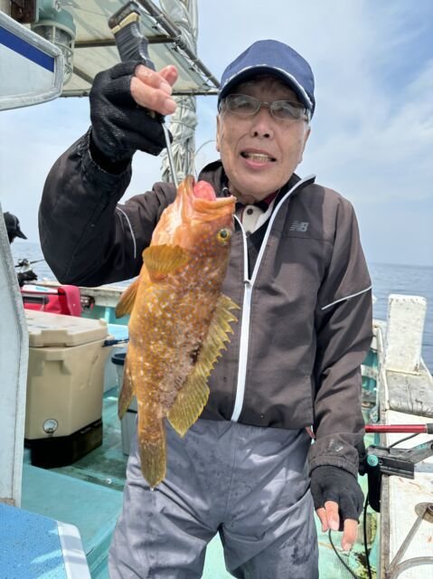 アコウ(キジハタ)