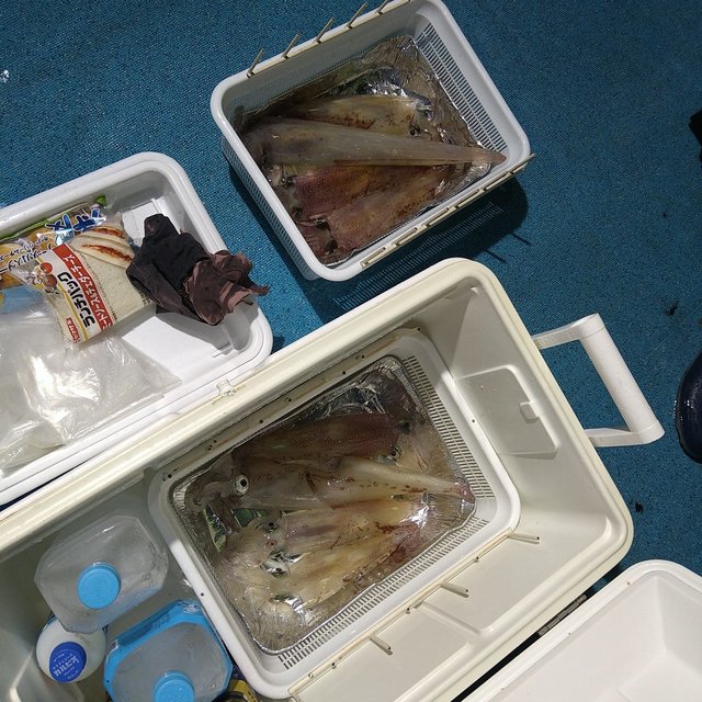 ケンサキ(ケンサキイカ)