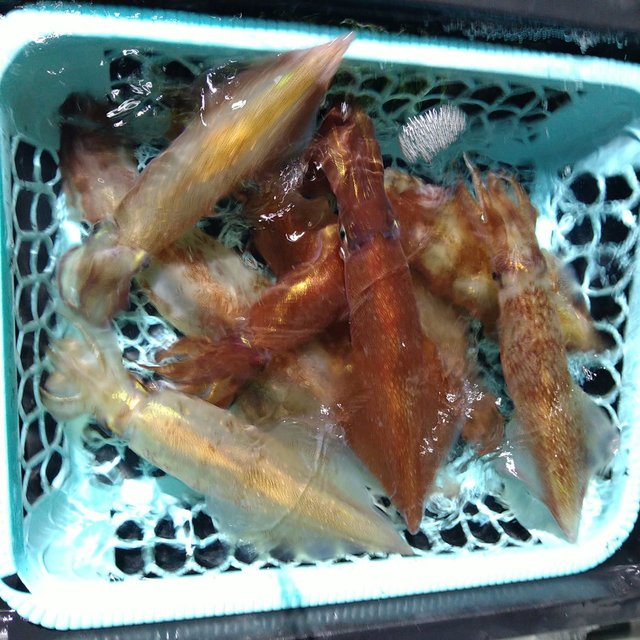 ケンサキ(ケンサキイカ)