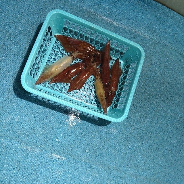 ケンサキ(ケンサキイカ)