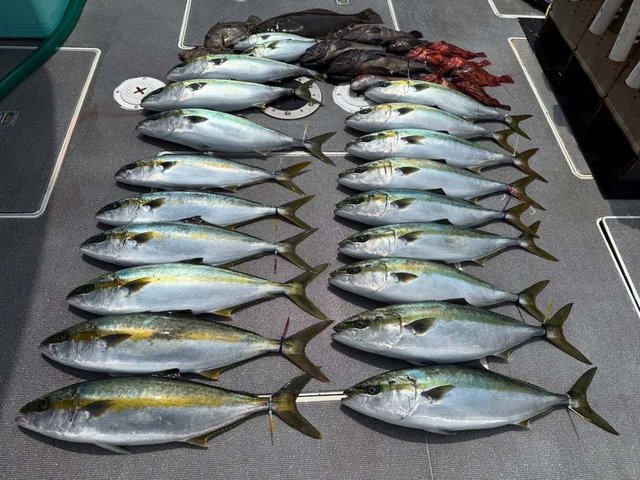 マハタ・ハマチ(ブリ)・カサゴ・マトウダイ