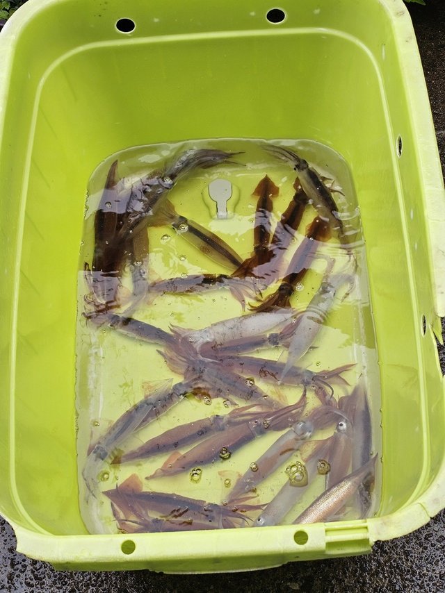 ムギイカ(スルメイカ)