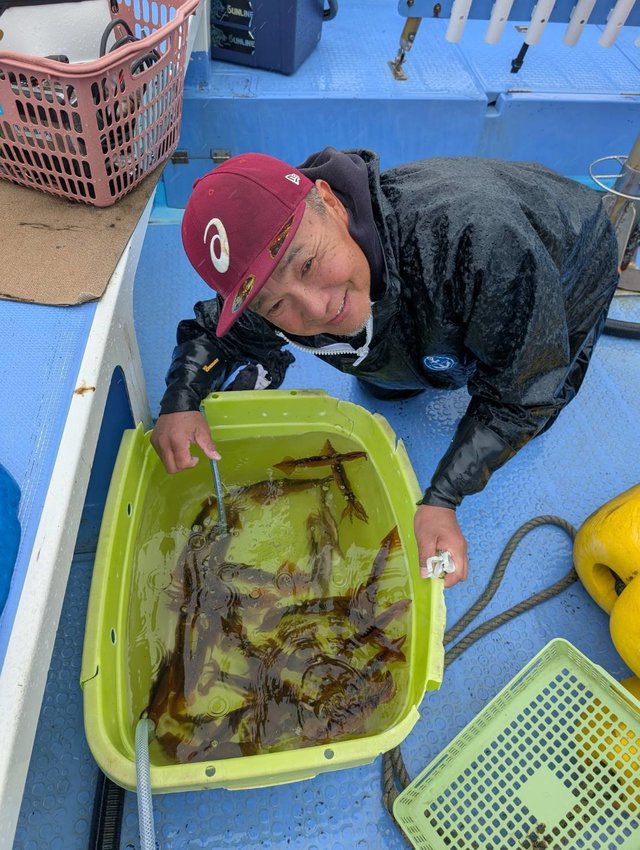 ムギイカ(スルメイカ)