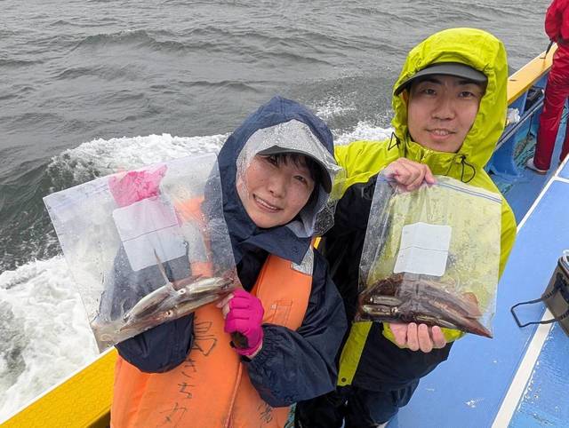 ムギイカ(スルメイカ)