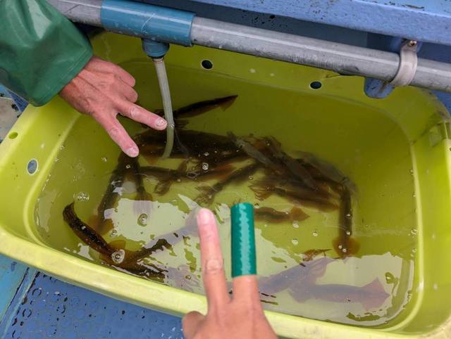 ムギイカ(スルメイカ)