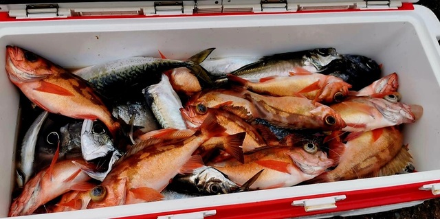 オキメバル(ウスメバル)