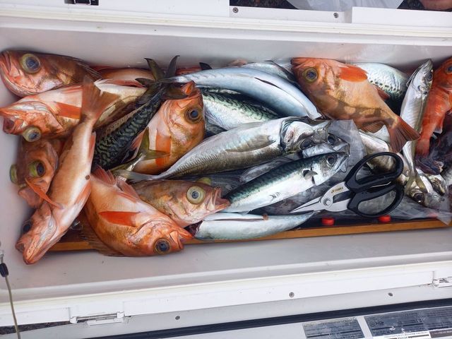 オキメバル(ウスメバル)